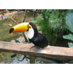 Парк  экзотических птиц  в Игуасу